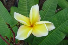Valerie - FCN, Thai Rimfire