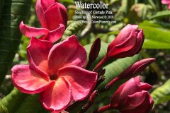 Watercolor. FCN Courtade Pink