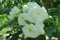 White Opal - FCN