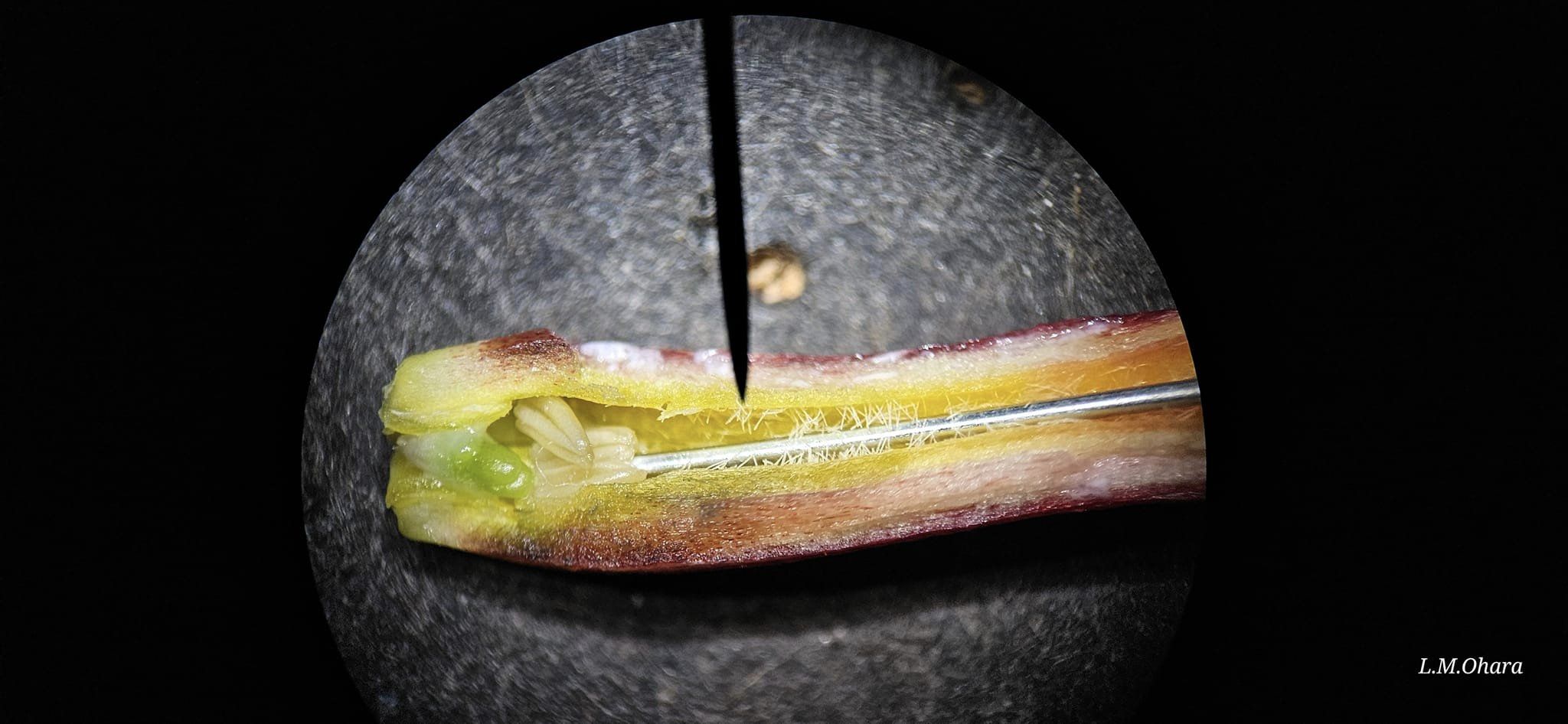 Opened plumeria corolla tube under magnification showing recessed reproductive structures