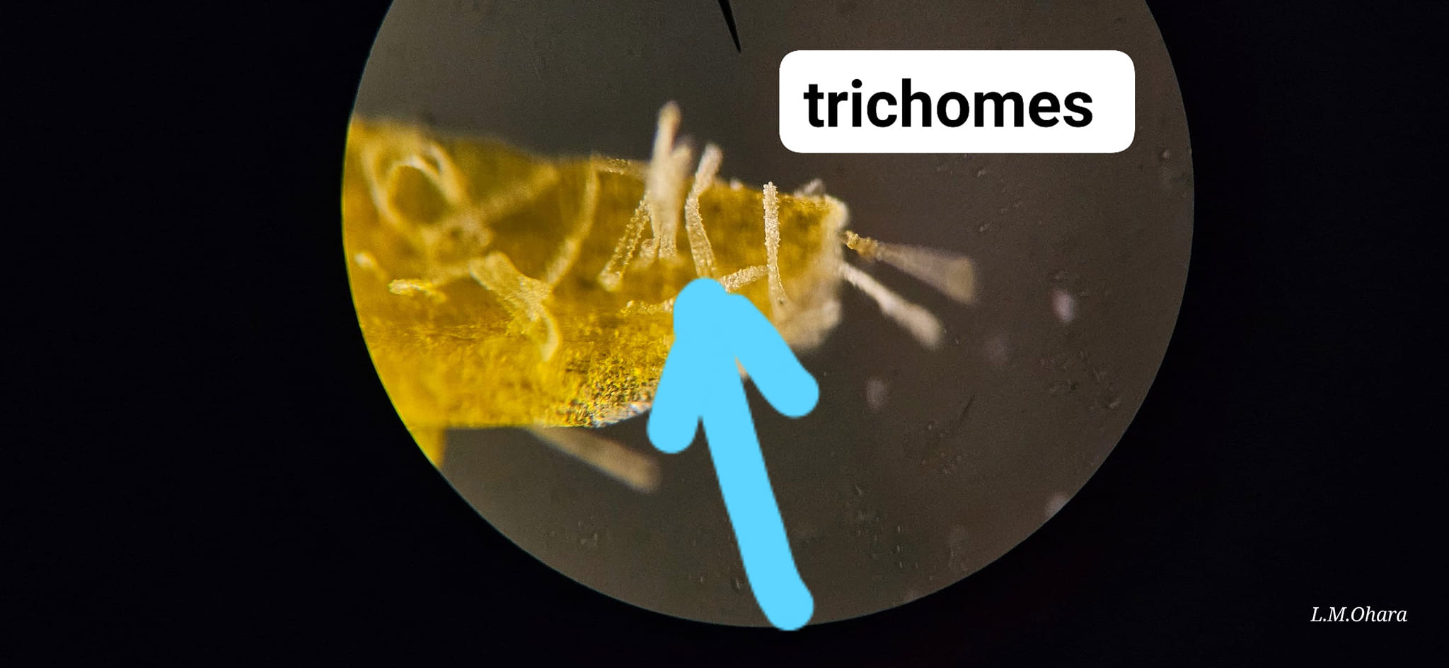 Magnified hair-like trichomes inside a plumeria flower throat