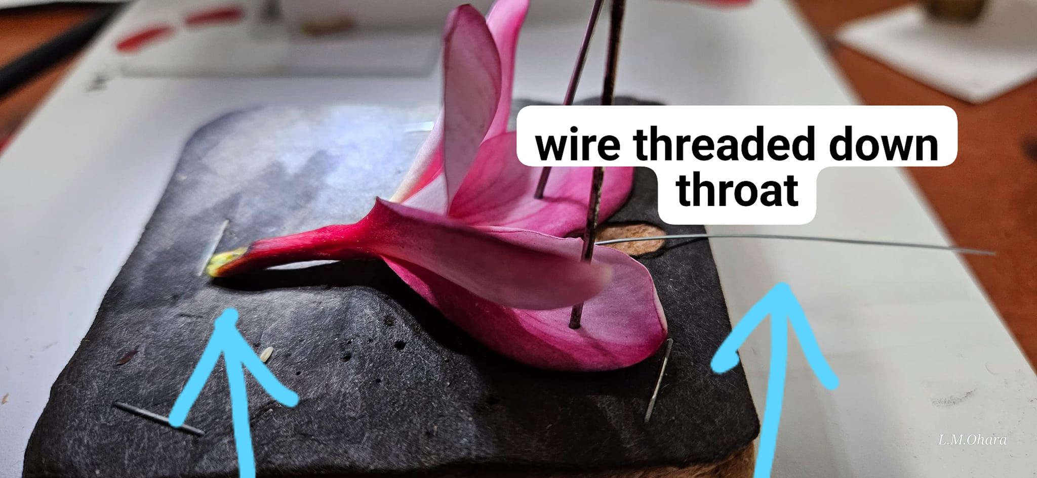 Laboratory demonstration of a wire threaded down an opened plumeria flower throat