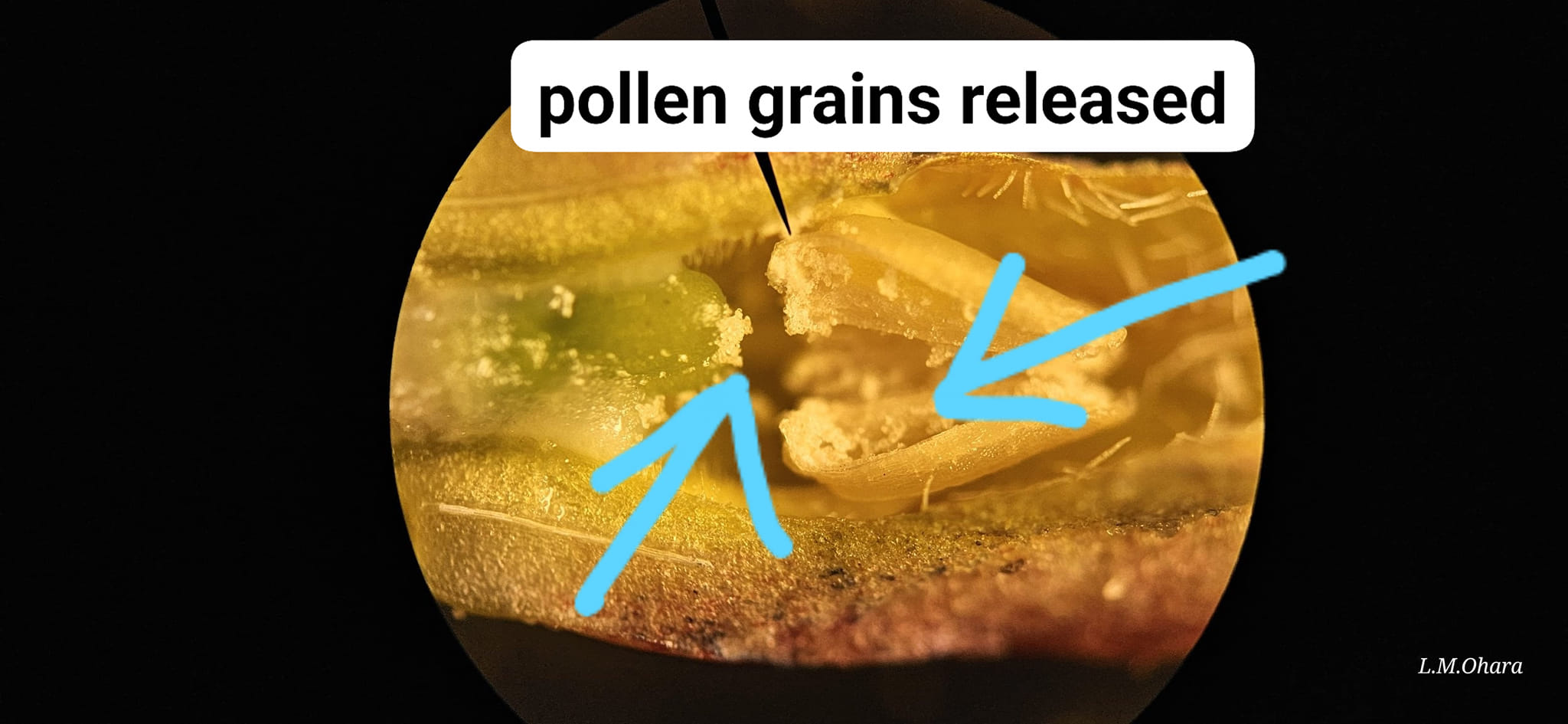 Released plumeria pollen grains under magnification