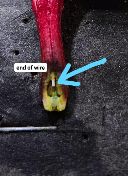 End of demonstration wire inside an opened plumeria flower tube