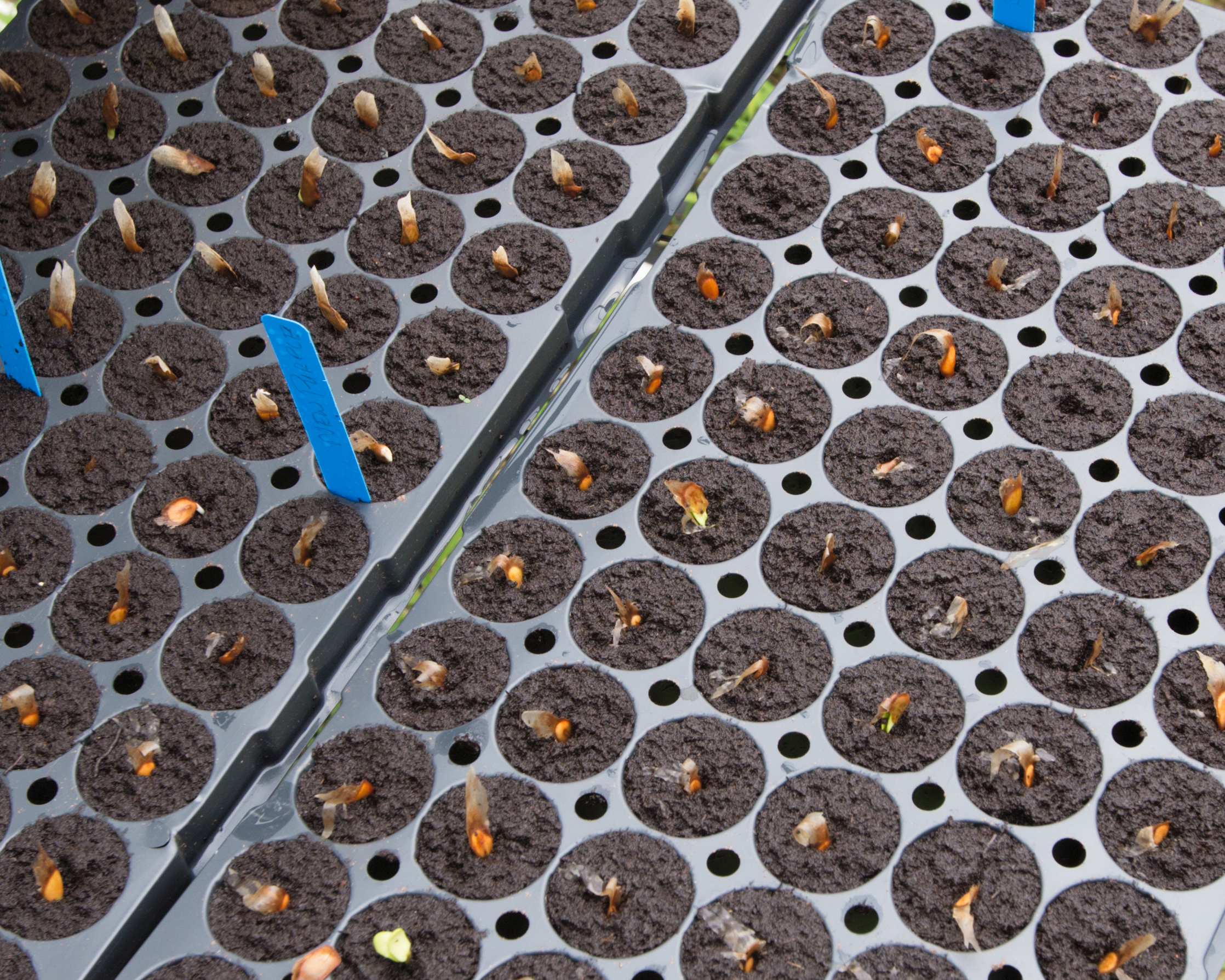 Four day old plumeria seedlings emerging from plugs