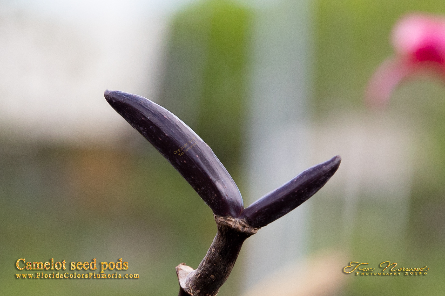 Camelot plumeria seed pods used for seed projects