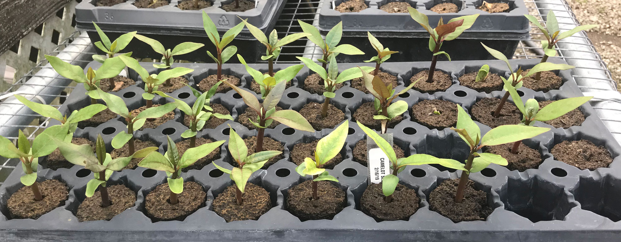 Camelot plumeria seedlings 29 days after planting in a tray