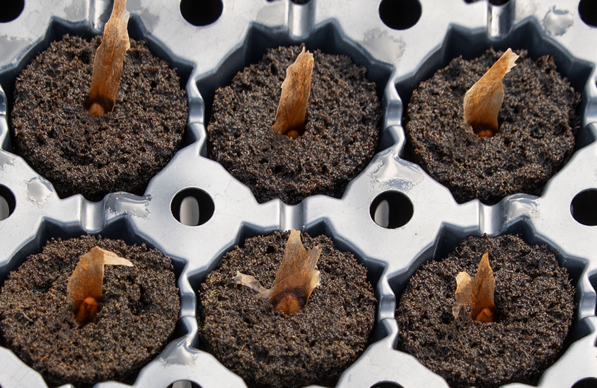 Camelot plumeria seeds placed into growing plugs