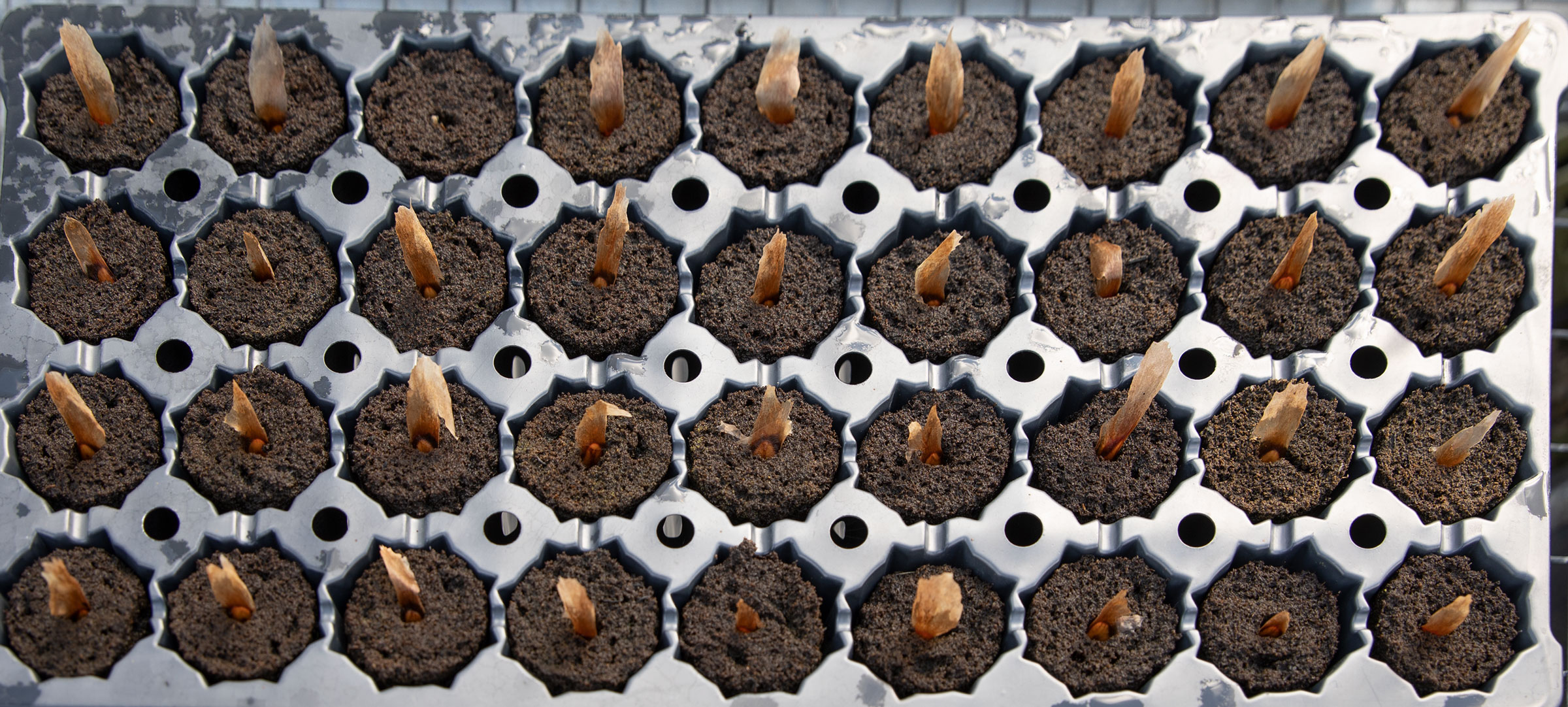 Camelot plumeria seeds planted in FlexiPlugs
