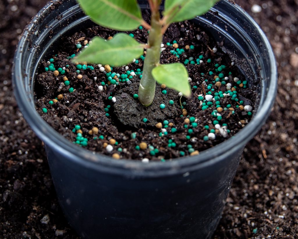 fertilizer for transplanting seedlings