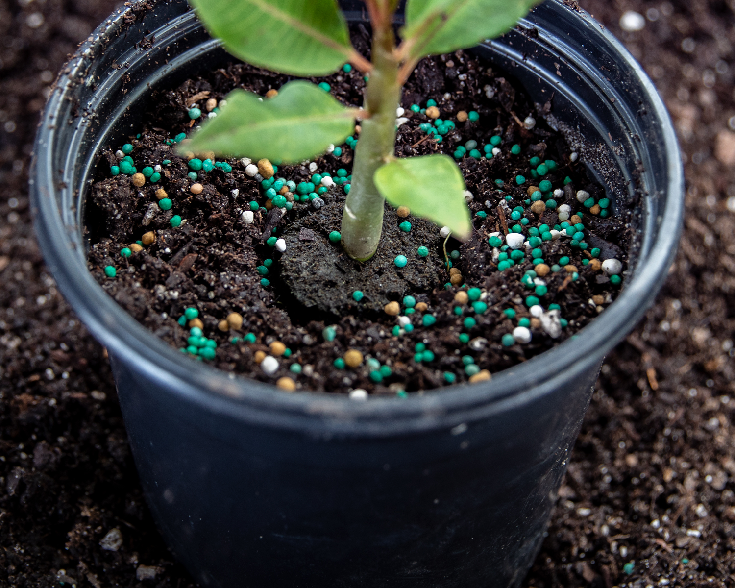 Fertilizing New Seedlings