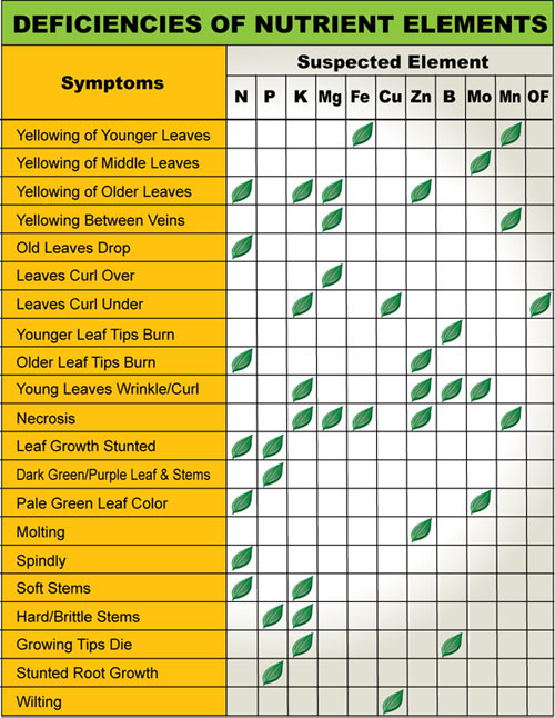 How Nutrients work with Plumeria Seedlings