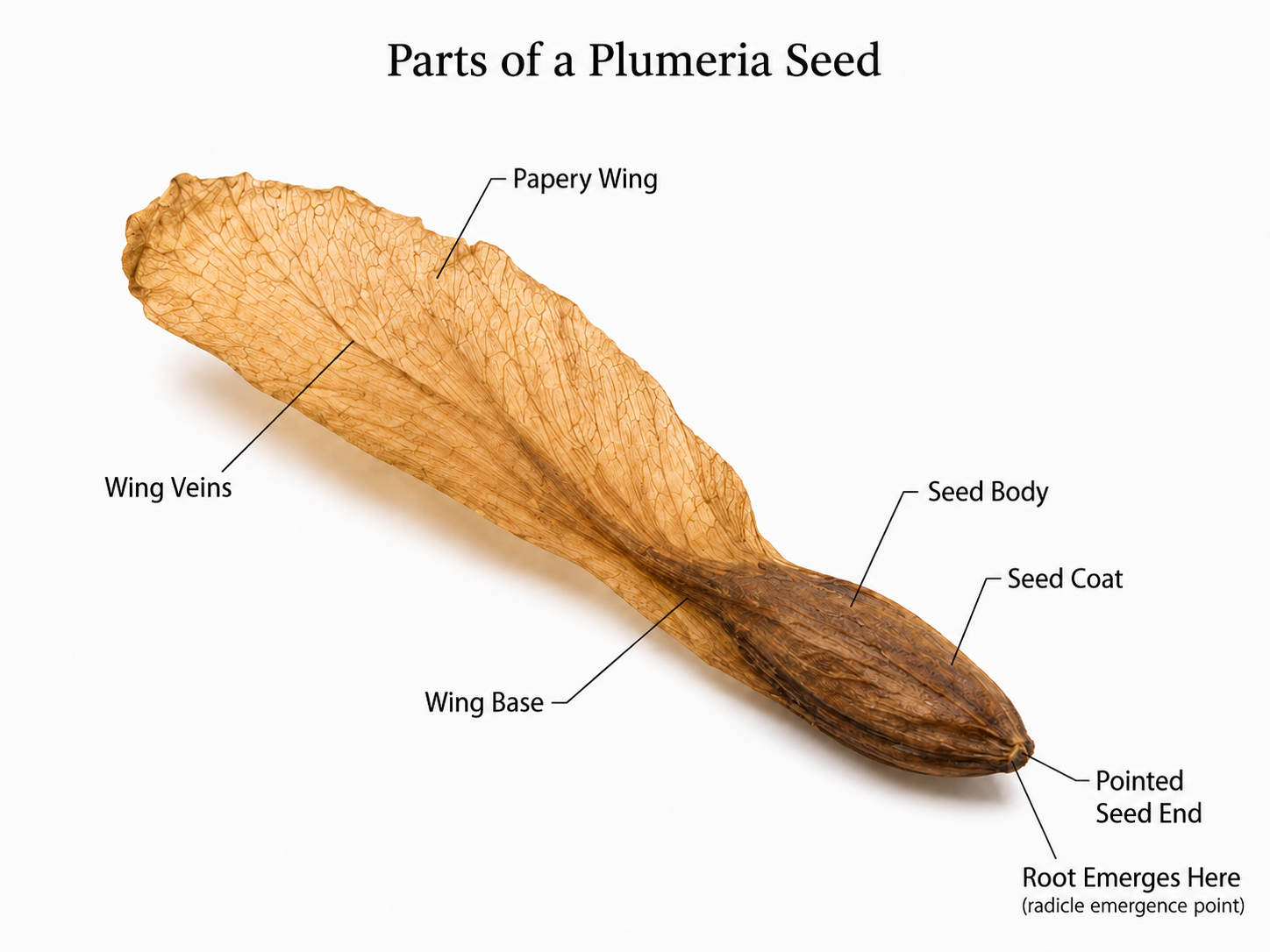 Diagram labeling the parts of a plumeria seed, including the paper wing, seed body, seed coat, pointed seed end, and root emergence point.